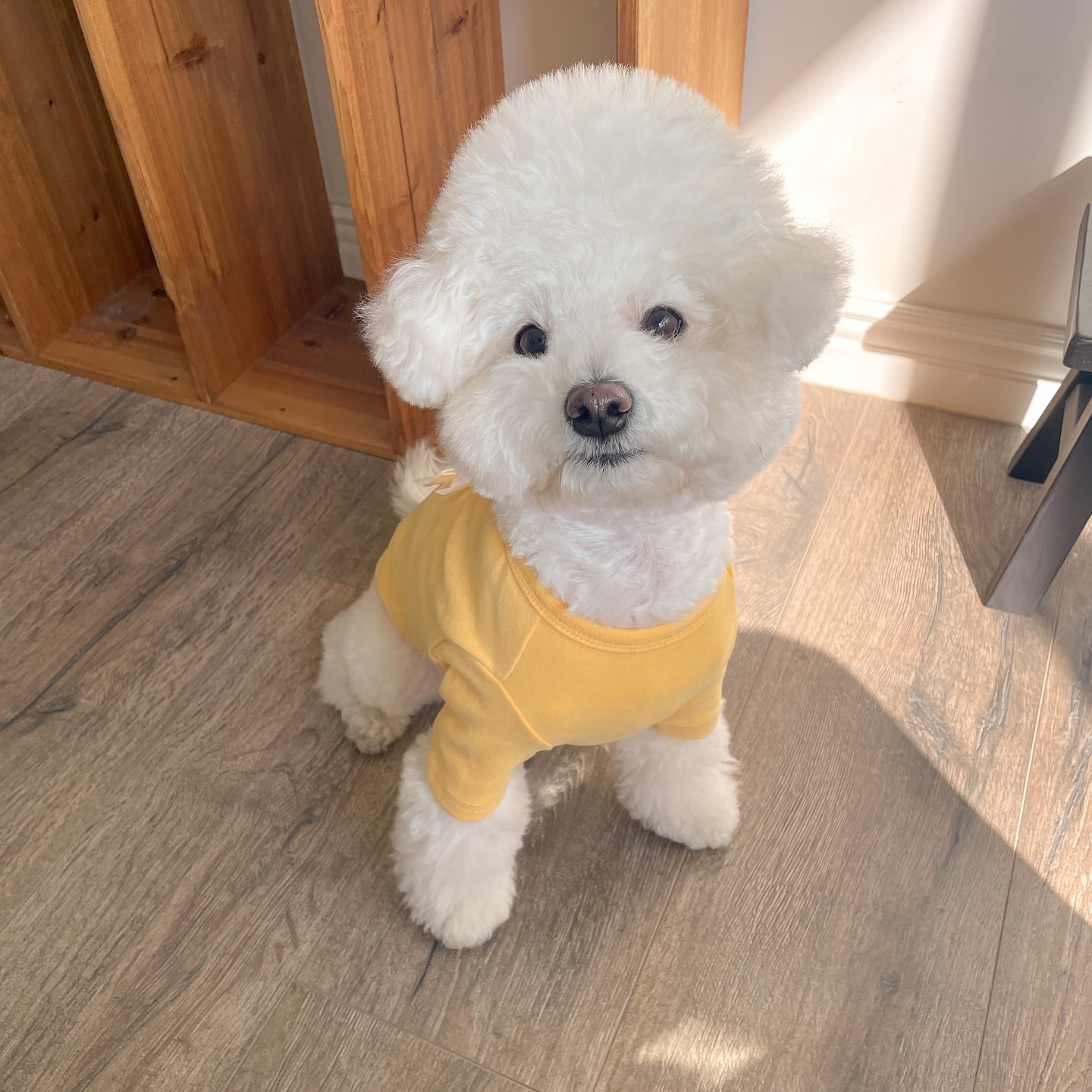 Zimowa koszulka dla pudla, now – Winter Clothing For Dogs recenzja i cena