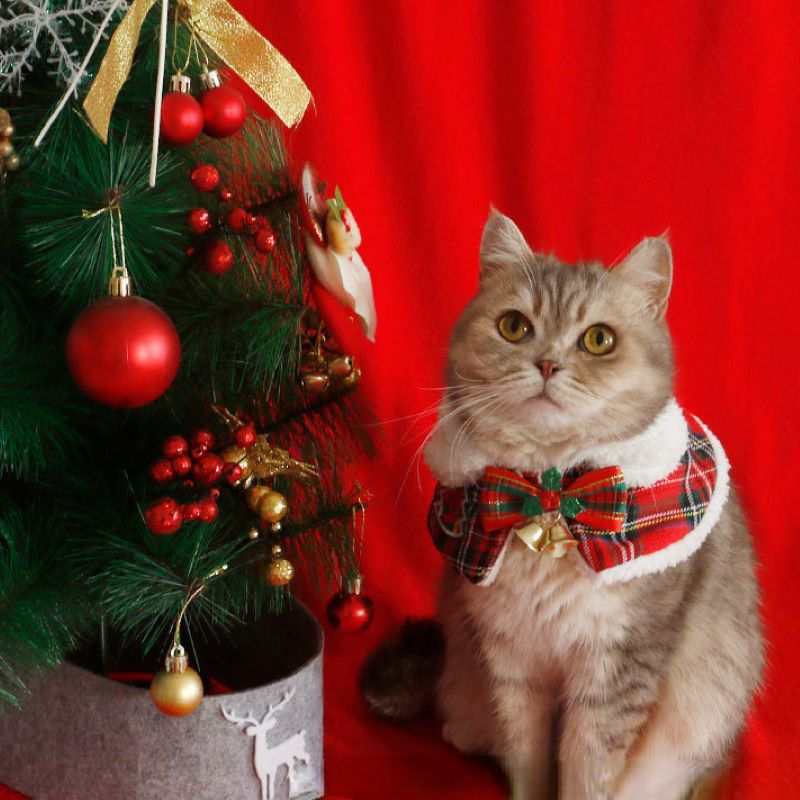 Kot Świąteczna peleryna dla zw – Winter Clothing For Dogs recenzja i cena